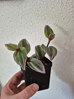 Tradescantia Nanouk Indoor Plants for Sale
