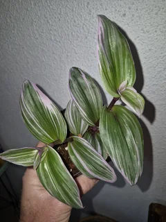 Tradescantia Nanouk Indoor Plants for Sale