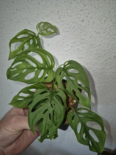 Rare Monstera acuminata Indoor Plants for Sale.