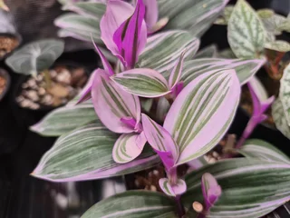 Tradescantia Nanouk Indoor Plants for Sale
