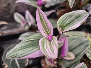 Tradescantia Nanouk Indoor Plants for Sale