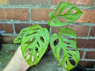 Monstera adansonii Houseplants for Sale.