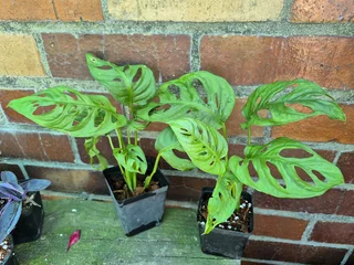 Monstera adansonii Houseplants for Sale.