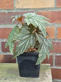 Rare Begonia aconitifolia 'Hildegard Schneider' Indoor Plants for Sale