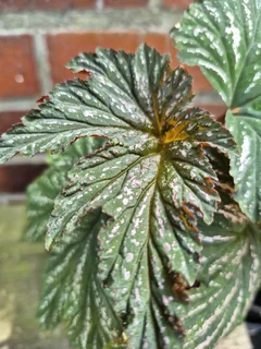 Rare Begonia aconitifolia &#39;Hildegard Schneider&#39; Indoor Plants for Sale