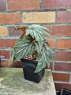 Rare Begonia aconitifolia &#39;Hildegard Schneider&#39; Indoor Plants for Sale