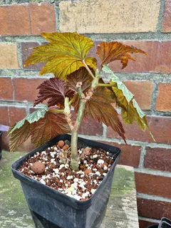 Rare Begonia aconitifolia &#39;Hildegard Schneider&#39; Indoor Plants for Sale