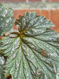 Rare Begonia aconitifolia &#39;Hildegard Schneider&#39; Indoor Plants for Sale