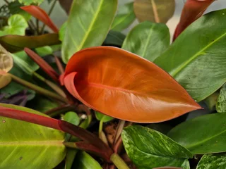 Indoor Plants for Sale