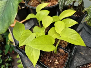 Indoor Plants for Sale