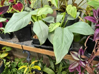 Indoor Plants for Sale