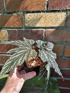 Indoor Plants for Sale