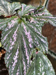 Indoor Plants for Sale