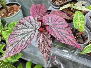 Indoor Plants for Sale