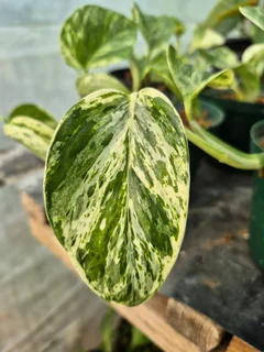 Indoor Plants for Sale