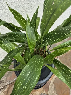 Indoor Plants for Sale