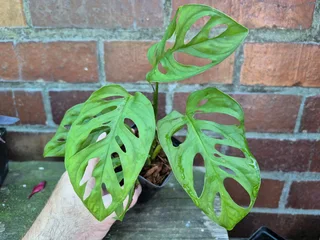 Indoor Plants for Sale