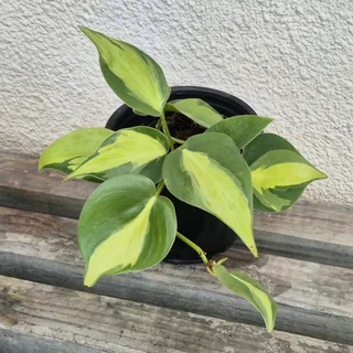 Philodendron Brazil Indoor Plants for Sale