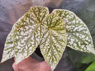 Begonia &#39;Snow Capped&#39; Houseplants for Sale.