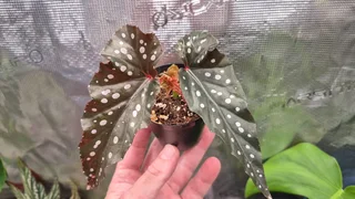 Begonia &#39;Black Forest&#39; Houseplants for Sale.