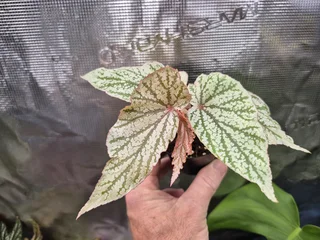 Begonia &#39;Red Berry White&#39; House Plants for Sale.