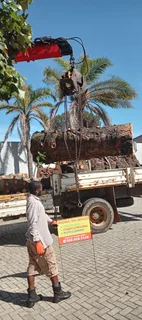 Debushing land in Port Elizabeth byKnowle Tree services (068 826 5148)