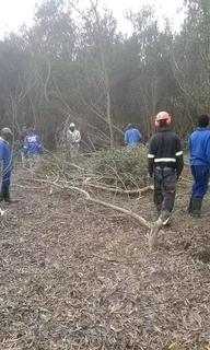 Knowle Tree services (068 826 5148)Tree felling,  stump uprooting, Bush/Plot clearing in PE