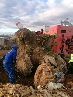 Knowle Tree services (068 826 5148)Tree felling,  stump uprooting, Bush/Plot clearing in PE