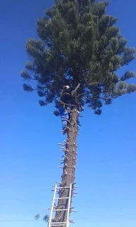 Knowle Tree services (068 826 5148)Tree felling,  stump uprooting, Bush/Plot clearing in PE