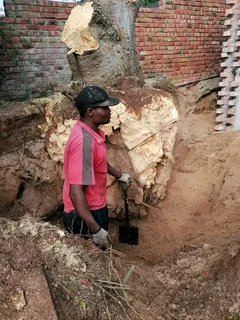 Knowle Tree services (068 826 5148)Tree felling,  stump uprooting, Bush/Plot clearing in PE