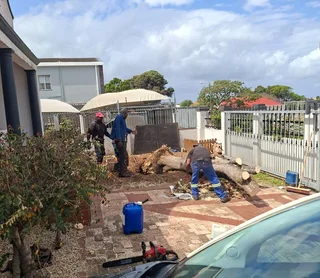 Knowle Tree services (068 826 5148)Tree felling,  stump uprooting, Bush/Plot clearing in PE