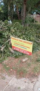 Knowle Tree services Tree felling, Stump uprooting, Plot/bush clearing in PE(068 826 5148)