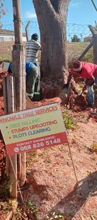 Knowle Tree services Tree felling, Stump uprooting, Plot/bush clearing in PE(068 826 5148)