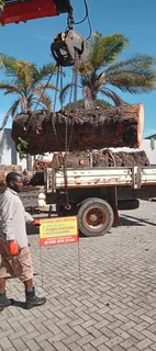 Knowle Tree services Tree felling, Stump uprooting, Plot/bush clearing in PE(068 826 5148)