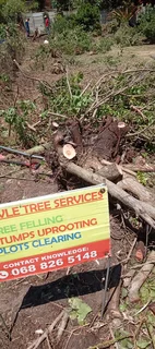 Knowle Tree services (068 826 5148)Tree felling, stump uprooting, Plot clearing,  bush clearing