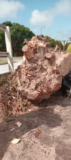 Knowle Tree services (068 826 5148)Tree felling,  stump uprooting, Plot/bush clearing in PE