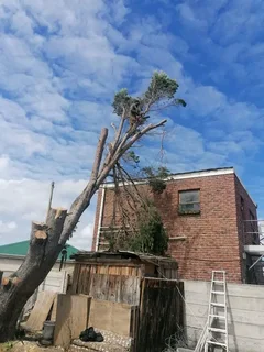 Knowle Tree services (068 826 5148)Tree felling,  stump uprooting,  Plot/bush clearing in PE