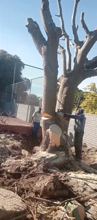 Knowle Tree services (068 826 5148)Tree felling,  stump uprooting,  Plot/bush clearing in PE