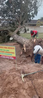 Knowle Tree services (068 826 5148)Tree felling,  stump uprooting,  Plot/bush clearing in PE