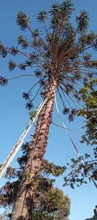 Knowle Tree services (068 826 5148)Tree felling,  stump uprooting,  Plot/bush clearing in PE