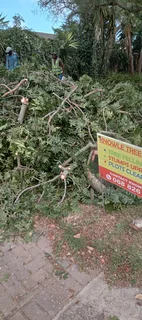 Knowle Tree services (068 826 5148)Tree felling,  stump uprooting, Plot/bush clearing