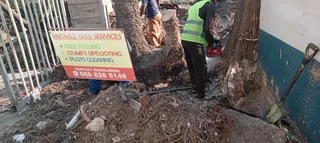 Knowle Tree services (068 826 5148)Tree felling,  stump uprooting, Plots/bush clearing in PE