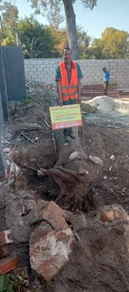 Knowle Tree services (068 826 5148)Tree felling,  stump uprooting, Plots/bush clearing in PE