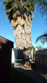 Knowle Tree services (068 826 5148)Tree felling,  stump uprooting, All yard clean up in PE