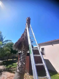 Knowle Tree services (068 826 5148)Tree felling,  stump uprooting, All yard clean up in PE