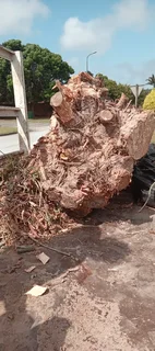 Tree felling and Stump uprooting in Grahamstown Knowle Tree services (068 826 5148)