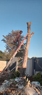 Tree felling and Stump uprooting in Grahamstown Knowle Tree services (068 826 5148)