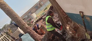 Tree felling and Stump uprooting in Grahamstown Knowle Tree services (068 826 5148)