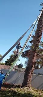 Tree felling and Stump uprooting in Grahamstown Knowle Tree services (068 826 5148)