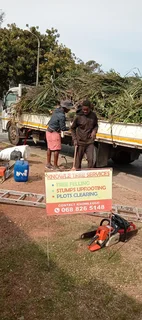 Tree felling and Stump uprooting in Grahamstown Knowle Tree services (068 826 5148)